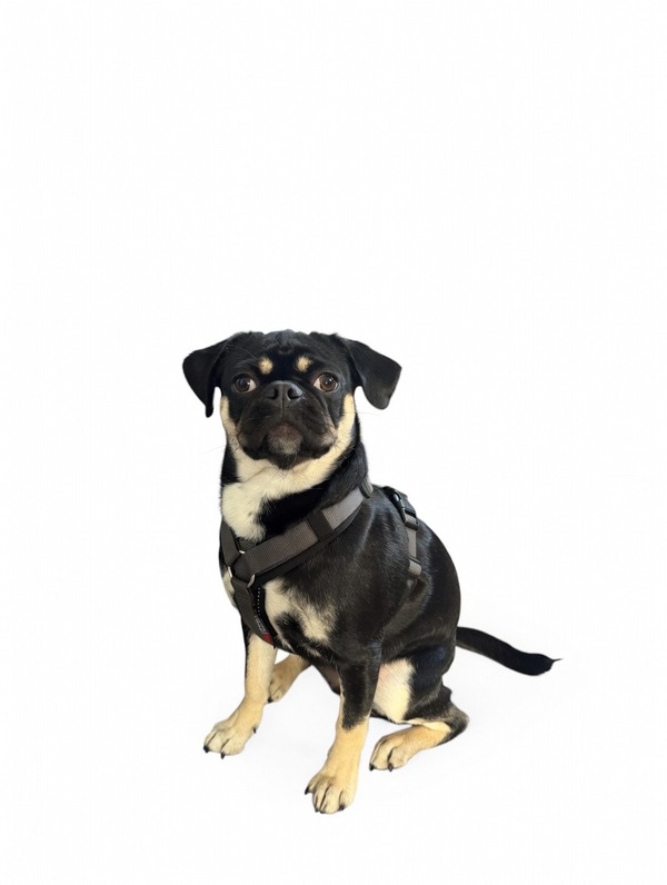 Frida — Bürohund Bulca Group